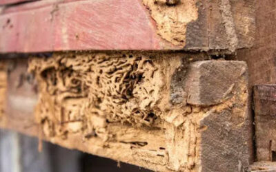 Termite Damage vs. Wood Rot: Key Differences and How to Address Them